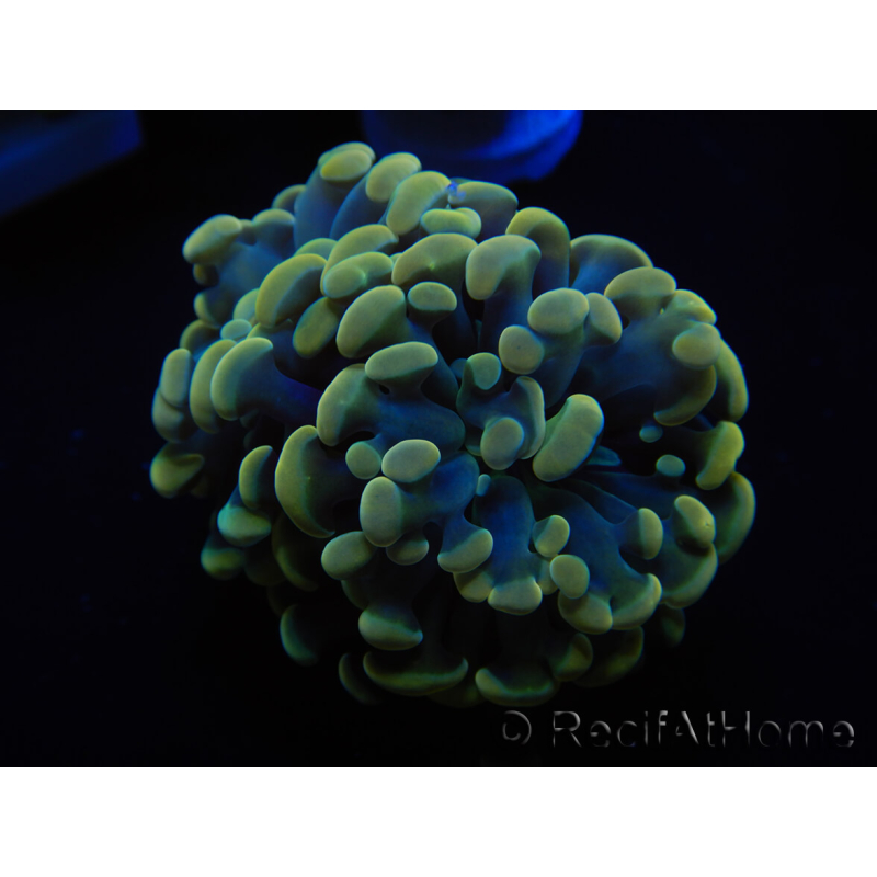 WYSIWYG Euphyllia paraancora Hologram (Mariculture acclimaté sous LED) 4G5