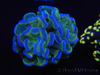 WYSIWYG Euphyllia paraancora Bi-color 2 heads (Mariculture acclimaté sous LED) 4H1