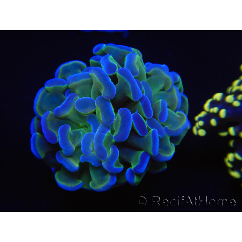 WYSIWYG Euphyllia paraancora Bi-color 2 heads (Mariculture acclimaté sous LED) 4H1