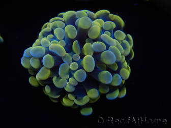 WYSIWYG Euphyllia paraancora (Maricoltura acclimatata sotto LED) 4H2