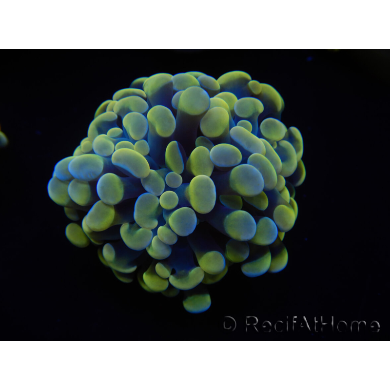 WYSIWYG Euphyllia paraancora (Mariculture acclimated under LED) 4H2