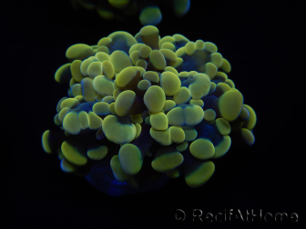 WYSIWYG Euphyllia paraancora Bi-color 2 teste (Maricultura acclimatata sotto LED) 4H3