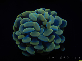 WYSIWYG Euphyllia paraancora Sungold (Mariculture acclimated under LED) 4H4