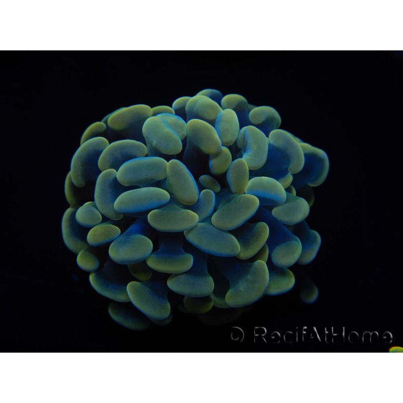 WYSIWYG Euphyllia paraancora Sungold (Mariculture acclimated under LED) 4H4