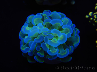 WYSIWYG Euphyllia paraancora (Maricultura aclimatada bajo LED) 4H5