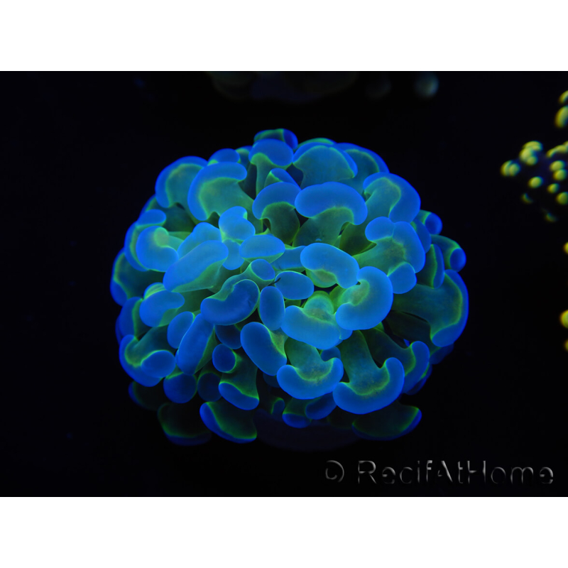 WYSIWYG Euphyllia paraancora (Maricultura aclimatada bajo LED) 4H5