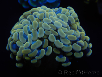 WYSIWYG Euphyllia paraancora (Maricultura acclimatata sotto LED) 4H6