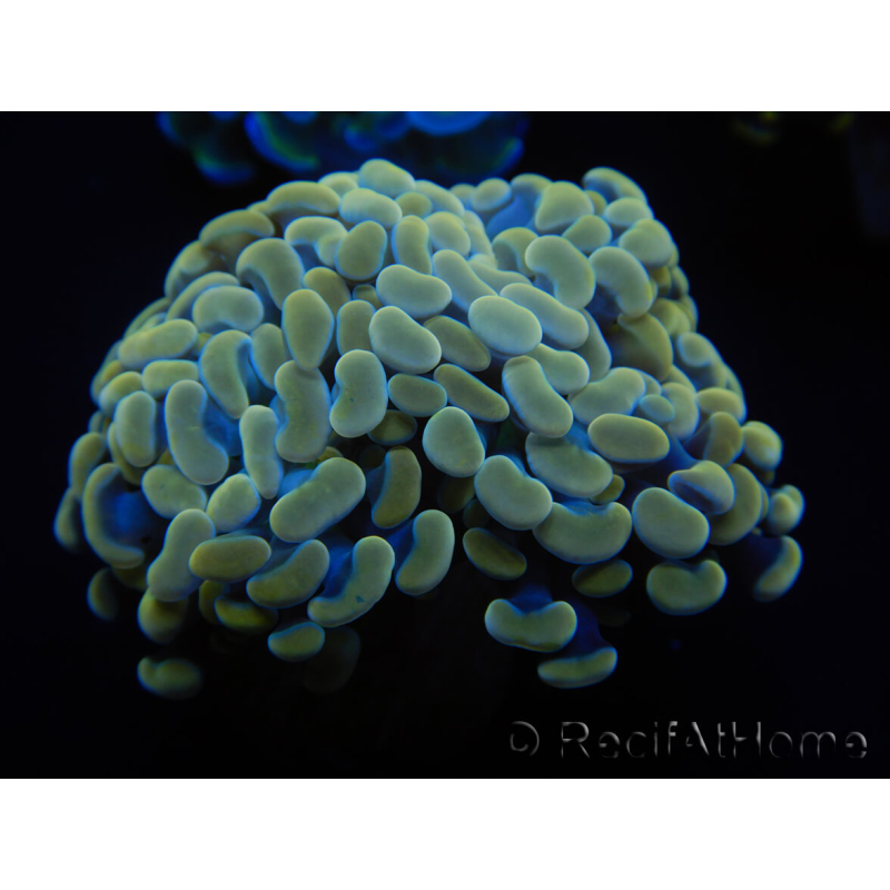 WYSIWYG Euphyllia paraancora (Maricultura aclimatada bajo LED) 4H6