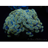 WYSIWYG Euphyllia paraancora (Mariculture acclimaté sous LED) 4H6