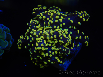 WYSIWYG Euphyllia yaeyamaensis Giallo Ultra (Maricoltura acclimatata sotto LED) 10I1