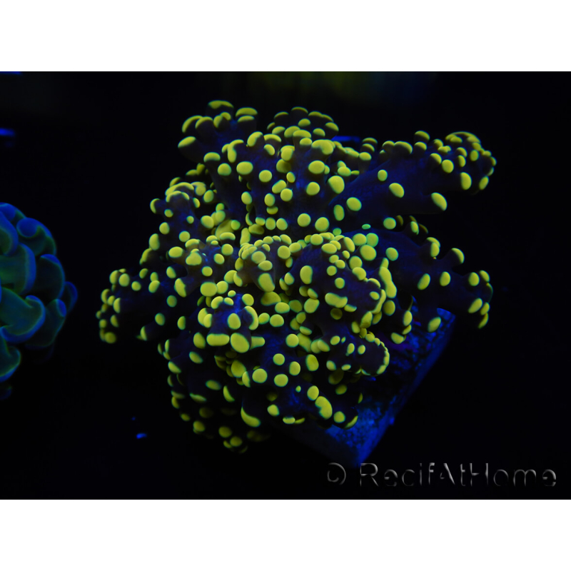 WYSIWYG Euphyllia yaeyamaensis Yellow Ultra (Mariculture acclimated under LED) 10I1