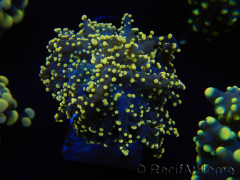 WYSIWYG Euphyllia yaeyamaensis Giallo Ultra (Maricoltura acclimatata sotto LED) 10I2