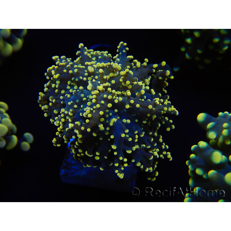 WYSIWYG Euphyllia yaeyamaensis Yellow Ultra (Mariculture acclimated under LED) 10I2