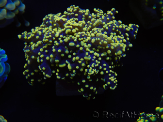 WYSIWYG Euphyllia yaeyamaensis Yellow Ultra (Mariculture acclimaté sous LED) 10I3