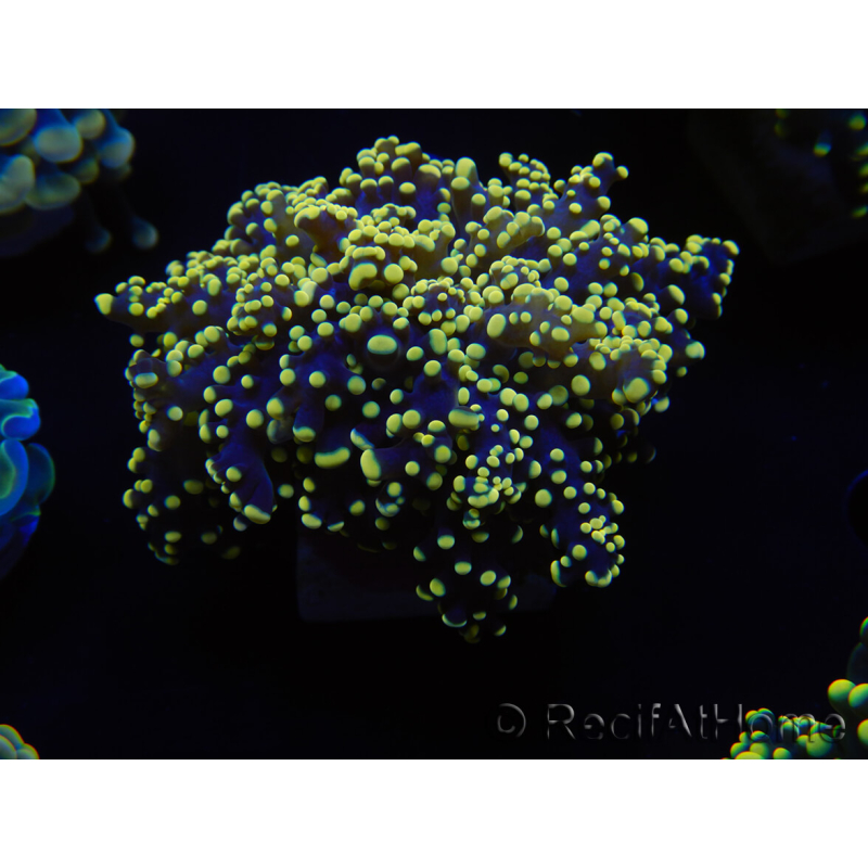 WYSIWYG Euphyllia yaeyamaensis Giallo Ultra (Maricultura acclimatata sotto LED) 10I3