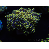 WYSIWYG Euphyllia yaeyamaensis Yellow Ultra (Mariculture acclimaté sous LED) 10I3