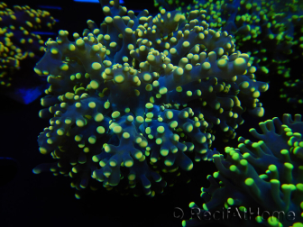 WYSIWYG Euphyllia yaeyamaensis Yellow Ultra (Mariculture acclimaté sous LED) 10I4