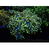 WYSIWYG Euphyllia yaeyamaensis Yellow/Orange Ultra (Mariculture acclimaté sous LED) 10I5