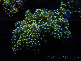 WYSIWYG Euphyllia yaeyamaensis Yellow Ultra (Maricoltura acclimatata sotto LED) 10I6