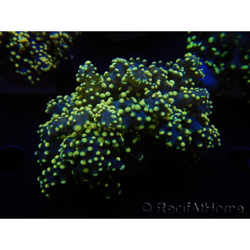 WYSIWYG Euphyllia yaeyamaensis Yellow Ultra (Maricoltura acclimatata sotto LED) 10I6