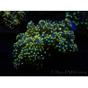 WYSIWYG Euphyllia yaeyamaensis Yellow Ultra (Maricoltura acclimatata sotto LED) 10I6