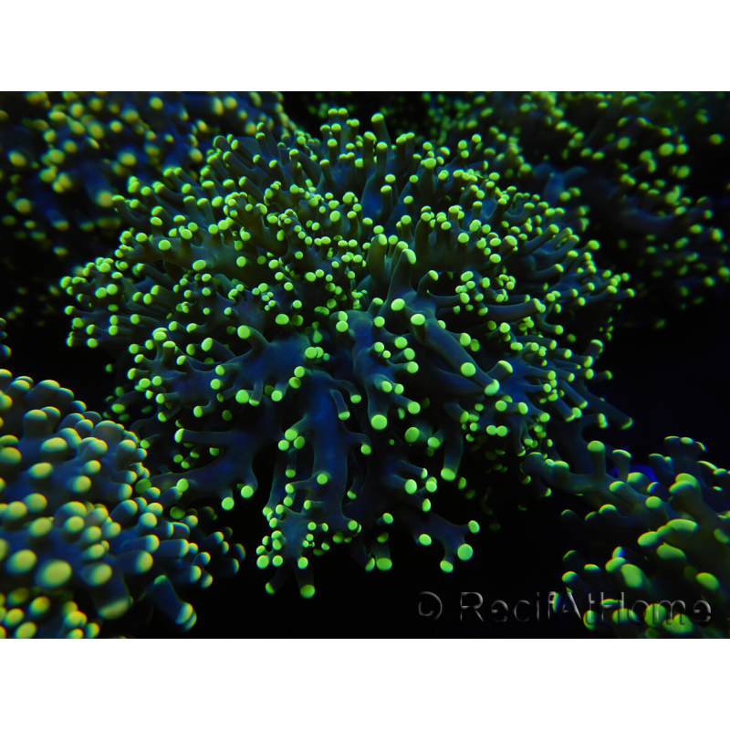 WYSIWYG Euphyllia paradivisa Yellow (Mariculture acclimaté sous LED) 10J2