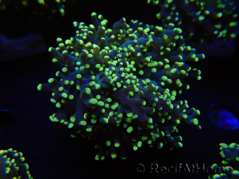 WYSIWYG Euphyllia paradivisa Yellow (Mariculture acclimaté sous LED) 10J3