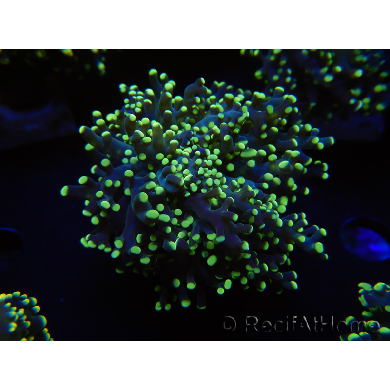 WYSIWYG Euphyllia paradivisa Yellow (Mariculture acclimaté sous LED) 10J3