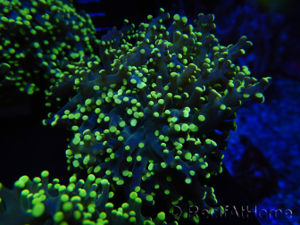 WYSIWYG Euphyllia paradivisa Yellow (Mariculture acclimaté sous LED) 10J4