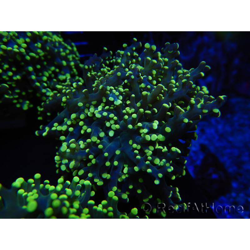 WYSIWYG Euphyllia paradivisa Orange Phantom (Maricoltura acclimatata sotto LED) 10J4