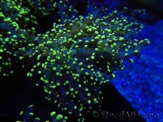 WYSIWYG Euphyllia paradivisa Yellow (Mariculture acclimaté sous LED) 10J5