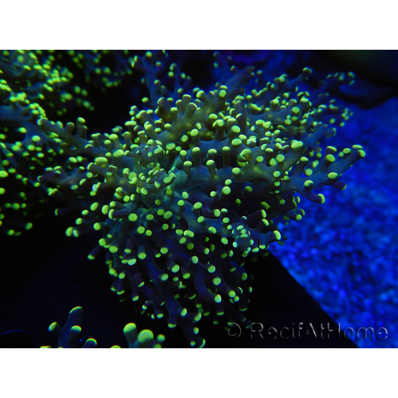 WYSIWYG Euphyllia paradivisa Yellow (Mariculture acclimaté sous LED) 10J5