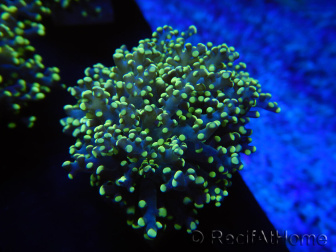 WYSIWYG Euphyllia paradivisa Orange Phantom (Maricoltura acclimatata sotto LED) 10J6