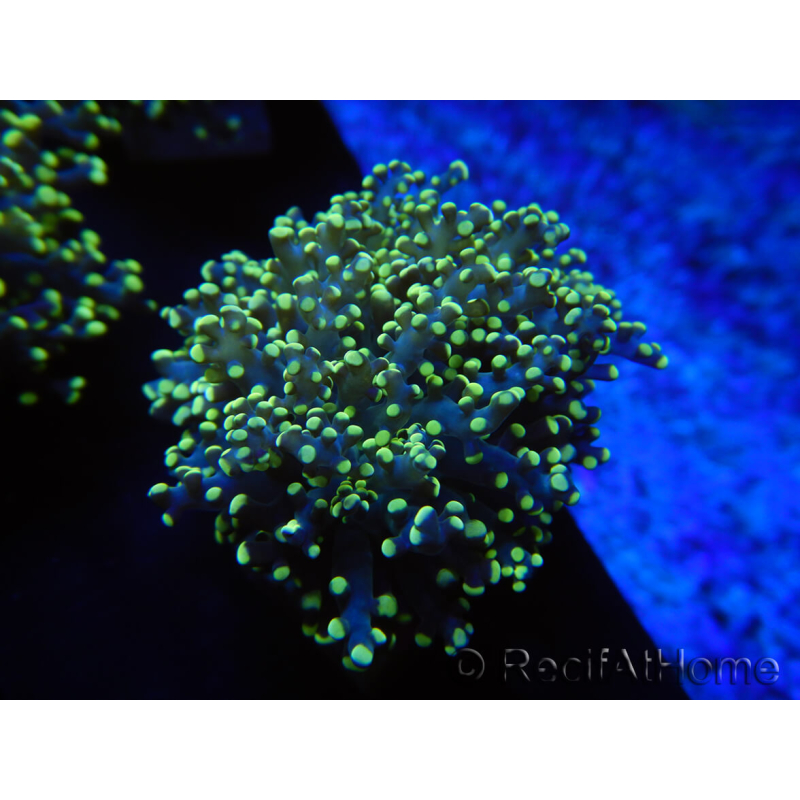 WYSIWYG Euphyllia paradivisa Yellow(Mariculture acclimaté sous LED) 10J6