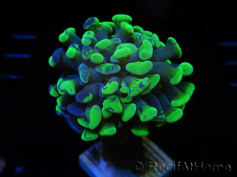 WYSIWYG Euphyllia paraancora (Maricoltura acclimatata sotto LED) 4A1