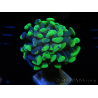 WYSIWYG Euphyllia paraancora (Mariculture acclimaté sous LED) 4A1