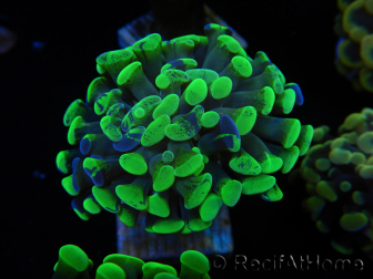 WYSIWYG Euphyllia paraancora grafted (Mariculture acclimaté sous LED) 4A2