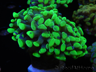 WYSIWYG Euphyllia paraancora Sungold (Maricoltura acclimatata sotto LED) 4A3