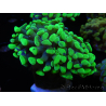 WYSIWYG Euphyllia paraancora Sungold (Maricoltura acclimatata sotto LED) 4A3