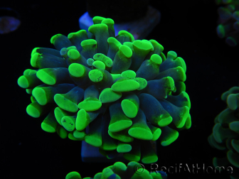 WYSIWYG Euphyllia paraancora Hologram (Mariculture acclimaté sous LED) 4A4