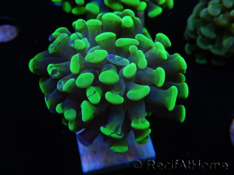 WYSIWYG Euphyllia paraancora 2 teste (Maricoltura acclimatata sotto LED) 4A5