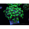 WYSIWYG Euphyllia paraancora 2 teste (Maricoltura acclimatata sotto LED) 4A5