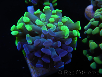 WYSIWYG Euphyllia paraancora Hologramma (Maricoltura acclimatata sotto LED) 4A6