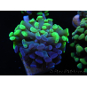 WYSIWYG Euphyllia paraancora Hologramma (Maricoltura acclimatata sotto LED) 4A6