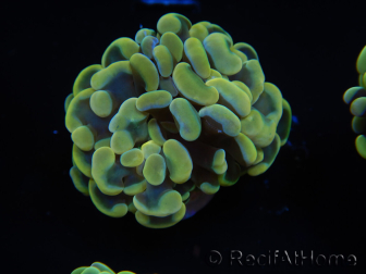 WYSIWYG Euphyllia paraancora Sungold (Mariculture acclimaté sous LED) 4B1