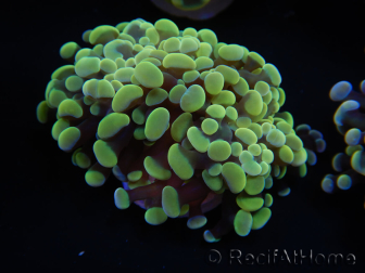 Euphyllia paraancora injertada WYSIWYG (Maricultura aclimatada bajo LED) 4B2