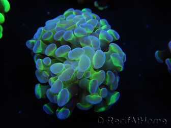 WYSIWYG Euphyllia paraancora (Maricultura aclimatada bajo LED) 4B3