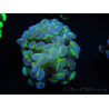 WYSIWYG Euphyllia paraancora (Mariculture acclimaté sous LED) 4B3