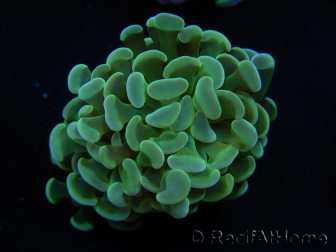 WYSIWYG Euphyllia paraancora 2 Teste (Maricoltura acclimatata sotto LED) 4B4