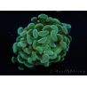 WYSIWYG Euphyllia paraancora 2 Teste (Maricoltura acclimatata sotto LED) 4B4